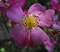 Rosadaydream