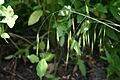 Schizachne purpurascens flowers 001