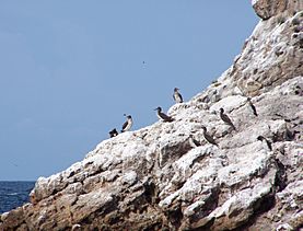 Archivo:Seabirds on Islas Marietas
