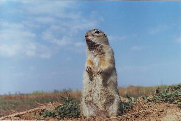 Spermophilus suslicus2