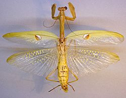 Stagmatoptera biocellata TPopp.jpg