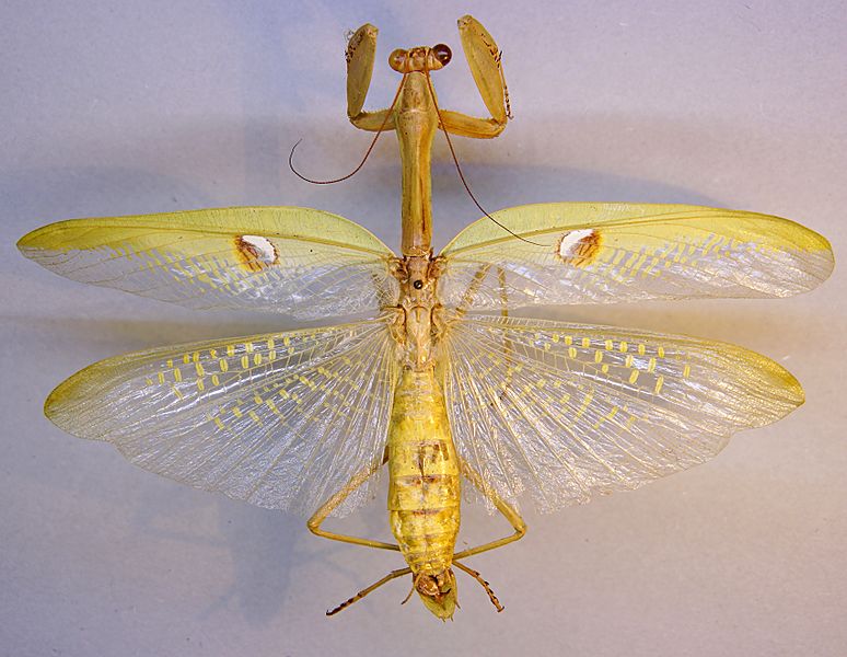 Stagmatoptera biocellata TPopp
