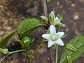 Starr 010425-0048 Carmona retusa