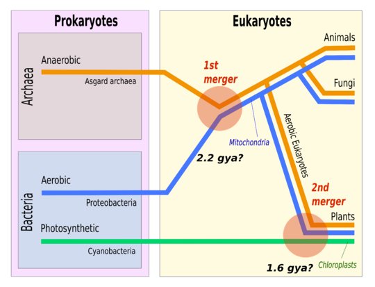 Archivo:Symbiogenesis 2 mergers