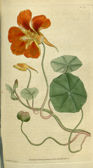 Archivo:The Botanical Magazine, Plate 23 (Volume 1, 1787)