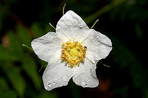 Archivo:Thimbleberry flower (Rubus parviflorus)