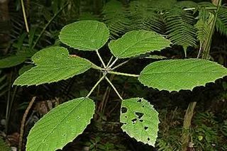 Urera baccifera.jpg