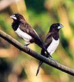 White Rumped Munia