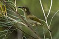Yellow-spotted Honeyeater - Kingfisher Park - Queensland S4E9609 (22385127766)