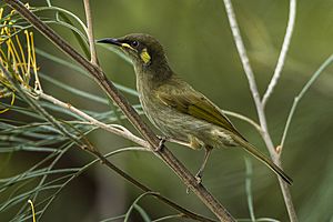 Archivo:Yellow-spotted Honeyeater - Kingfisher Park - Queensland S4E9609 (22385127766)
