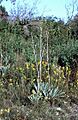 Yucca pallida fh 1178.17 TX B