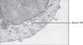0313 Endoplasmic Reticulum c en