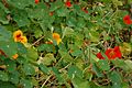 3853 - Tropaeolum majus (Große Kapuzinerkresse)