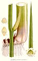 421 Acorus calamus