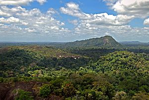 Archivo:Amazon jungle from above