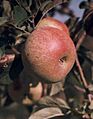 Apple (Foxwhelp cultivar)