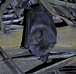 Artibeus planirostris 246584062.jpg