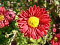 Aster 01
