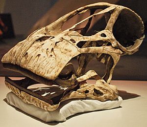 Archivo:August 1, 2012 - Cast Skull of a Nigersaurus taqueti on Display at the Royal Ontario Museum (Cast of MNN GAD512)