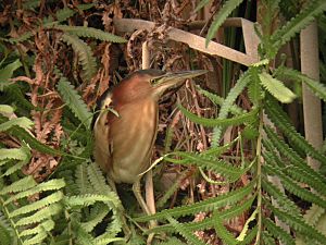 Archivo:Australian Little Bittern Sherwood Nov01