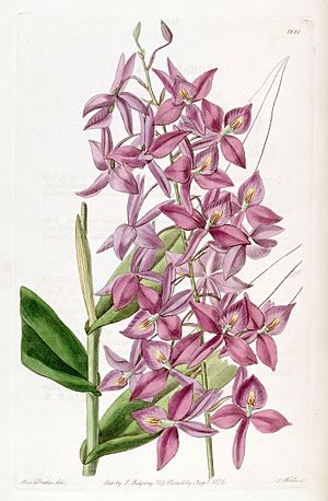 Archivo:Barkeria skinneri (as Epidendrum skinneri) - Edwards vol 22 pl 1881 (1836)