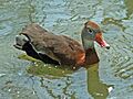 Black-bellied Whistling Duck (Dendrocygna autumnalis) RWD