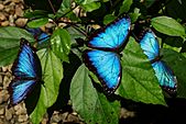 Blue Morpho Butterfly Farm 2-21 (33405883422).jpg