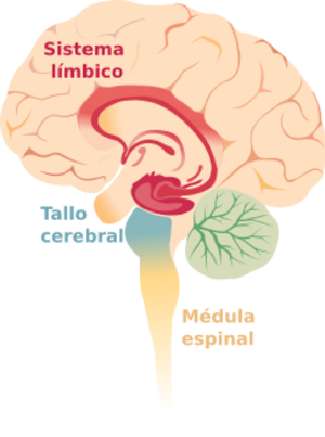 Archivo:Brain limbicsystem-es