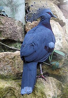 Archivo:Bristol.zoo.victoria.crowned.pigeon.arp