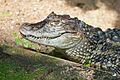Broad-snouted caiman