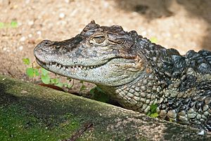 Archivo:Broad-snouted caiman
