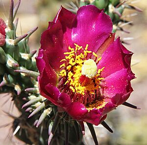 Archivo:CHOLLA, STAGHORN (Cylindropuntia versicolor) (5-10-11) 78 circulo montana, patagonia lake ranch estates, scc, az -02 (5728092074)