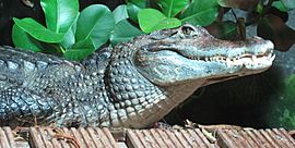 Archivo:Caiman crocodilus Nausicaa