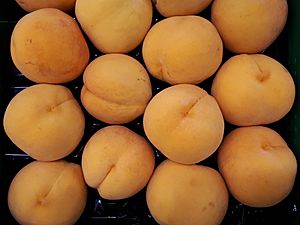 Archivo:Calanda peaches 2017 A