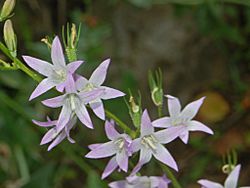 Campanulaceae - Campanula rapunculus-5.JPG