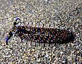 Cerberilla ambonensis nudibranch