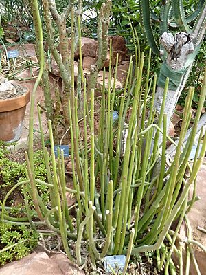 Archivo:Ceropegia dichotoma