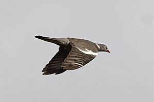 Archivo:Columba palumbus azorica