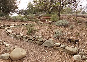 Archivo:Conejo valley botanical gardens salvia garden