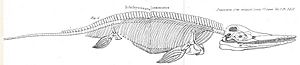 Archivo:Conybeare Ichthyosaur 1824
