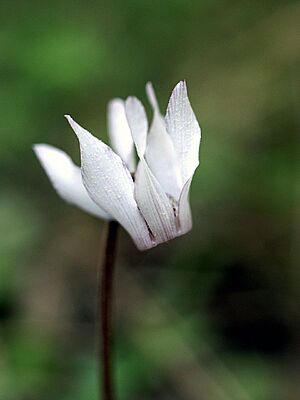 Archivo:Cyclamen balearicum Mallorca 003
