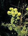 Cylindropuntia cholla (26962055222)