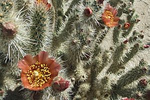 Archivo:Cylindropuntia wolfii (4471720355)