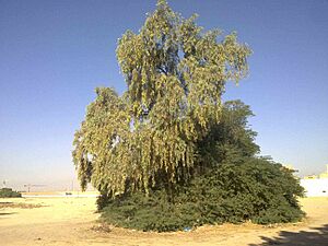 Archivo:Dessert plants