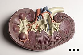 Didactic model of a mammal Kidney