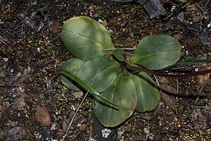 Archivo:Dodecatheon hendersonii 4534