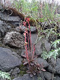Echeveria chiclensis.jpg