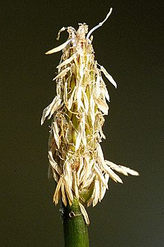 Archivo:Eleocharis.palustris4.-.lindsey