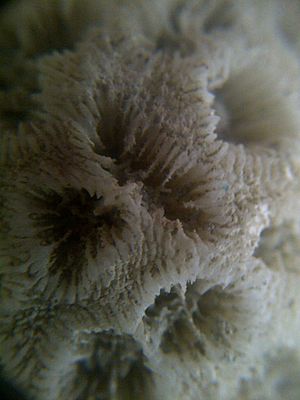 Archivo:Esqueleto de coral amplificado