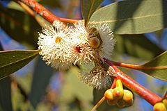 Archivo:Eucalyptus dives flowers